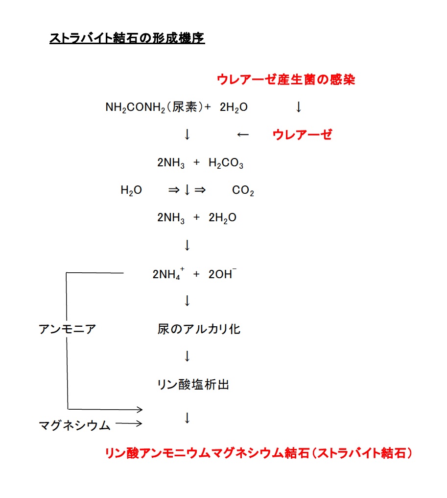 栄養療法への気付き